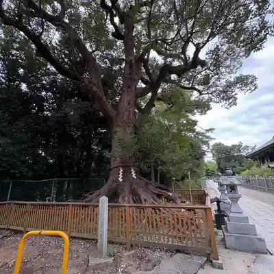 和泉國一之宮　大鳥大社(大阪府)