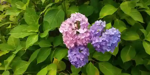 三室戸寺の庭園