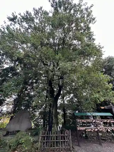 落合白山神社の自然