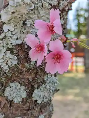 賀茂別雷神社（上賀茂神社）(京都府)