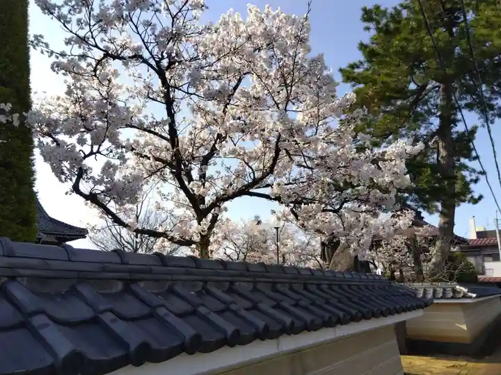井波園瑞泉寺(新潟県)