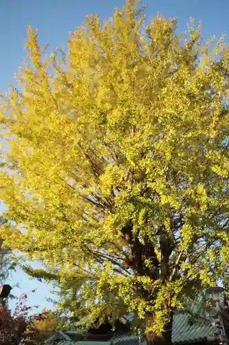 牛嶋神社の自然