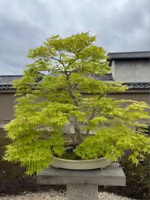 芳春院(京都府)