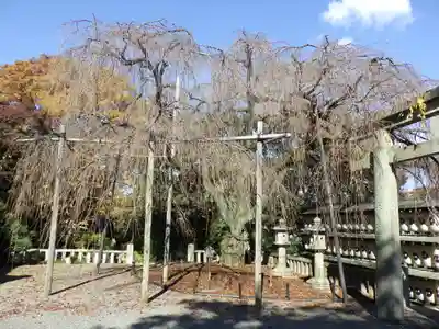 大石神社の自然