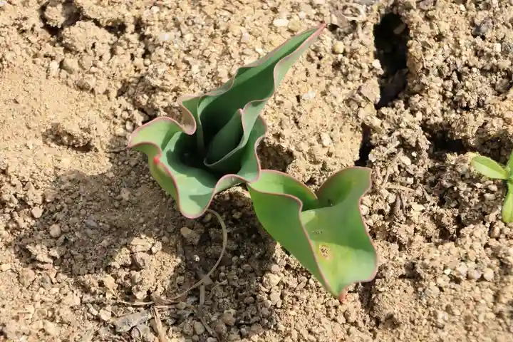 大鏑神社の庭園