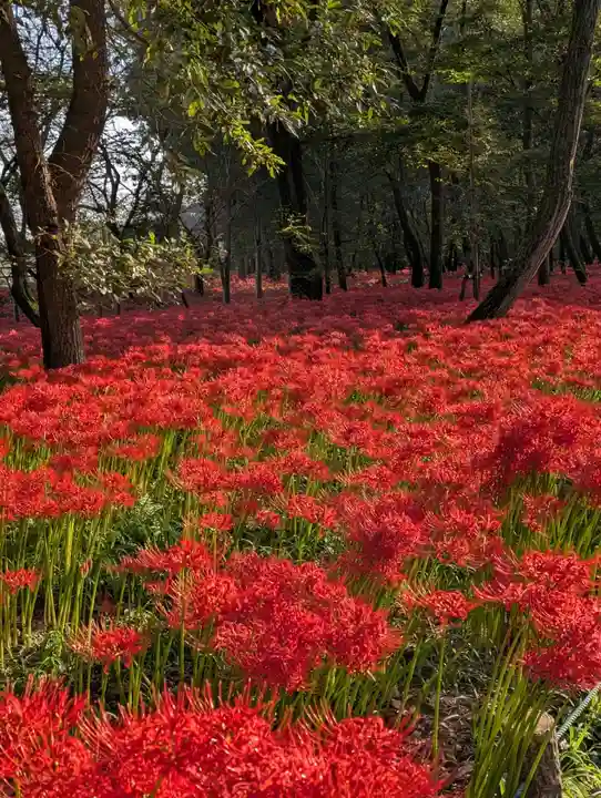 高麗神社(埼玉県)