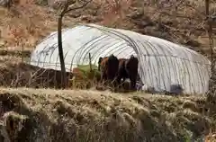 石神神社の動物