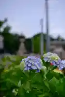 川越氷川神社(埼玉県)