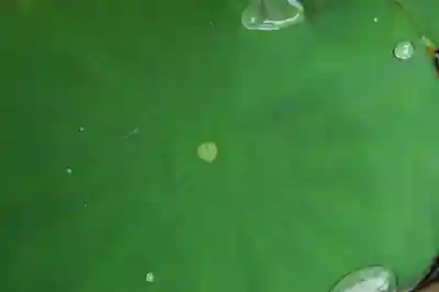 成蓮寺(島根県)