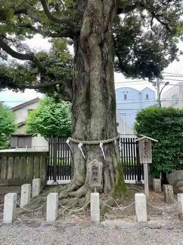 八幡大神社の自然