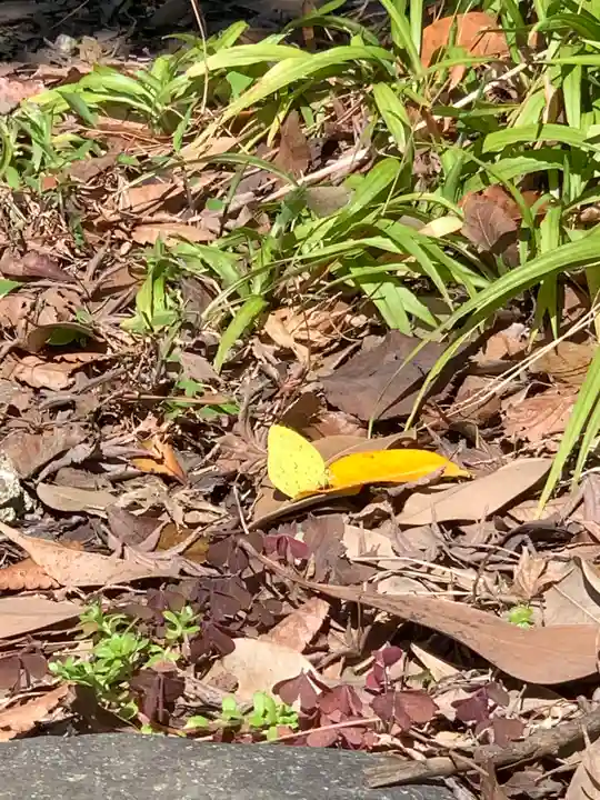 寒川神社の動物