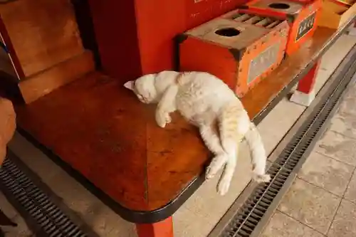 大杉神社の動物