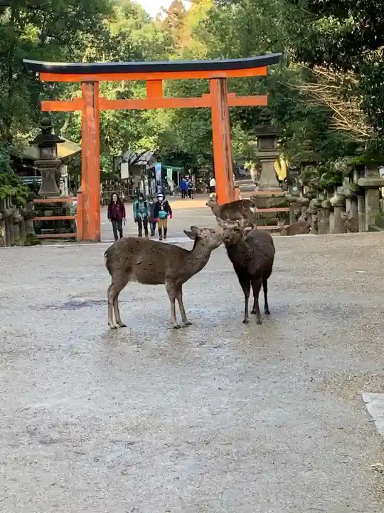 春日大社の動物