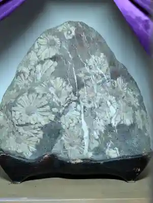 建部大社の{uncategorized: "未分類", other: "その他", undefined: "問題あり", building: "その他建物", grave: "お墓", sacred_gate: "鳥居", guardian: "狛犬", statue: "像", buddha: "仏像", history: "歴史", nature: "自然", garden: "庭園", animal: "動物", pagoda: "塔", temizu: "手水舎", mountain_gate: "山門・神門", sanctuary: "本殿・本堂", subordinate: "末社・摂社", art: "芸術", scenery: "景色", jizo: "地蔵", ema: "絵馬", goshuin: "御朱印", omikuji: "おみくじ", items: "授与品その他", amulet: "お守り", goshuincho: "御朱印帳", eats: "食事", festival: "お祭り", votive_dance: "神楽", shichigosan: "七五三参", wedding: "結婚式", experience: "体験その他", initially: "初詣", around: "周辺", anti_infection: "感染症対策"}