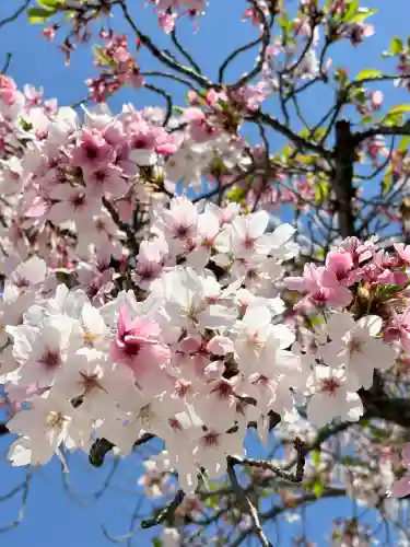 薬師寺の{uncategorized: "未分類", other: "その他", undefined: "問題あり", building: "その他建物", grave: "お墓", sacred_gate: "鳥居", guardian: "狛犬", statue: "像", buddha: "仏像", history: "歴史", nature: "自然", garden: "庭園", animal: "動物", pagoda: "塔", temizu: "手水舎", mountain_gate: "山門・神門", sanctuary: "本殿・本堂", subordinate: "末社・摂社", art: "芸術", scenery: "景色", jizo: "地蔵", ema: "絵馬", goshuin: "御朱印", omikuji: "おみくじ", items: "授与品その他", amulet: "お守り", goshuincho: "御朱印帳", eats: "食事", festival: "お祭り", votive_dance: "神楽", shichigosan: "七五三参", wedding: "結婚式", experience: "体験その他", initially: "初詣", around: "周辺", anti_infection: "感染症対策"}