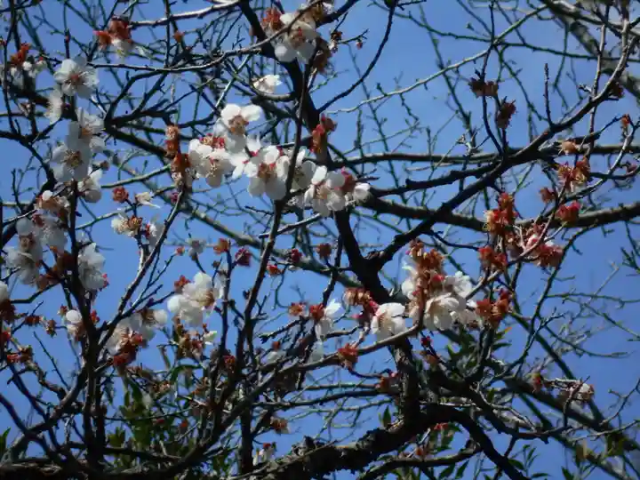 極楽寺(霊鷲山感應院極楽律寺)の自然