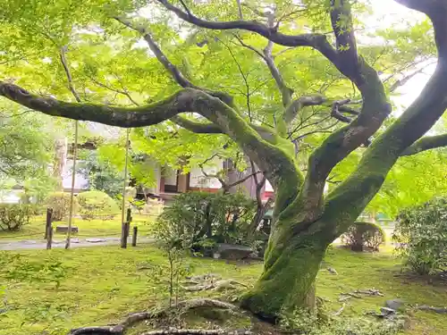 青蓮院門跡の自然