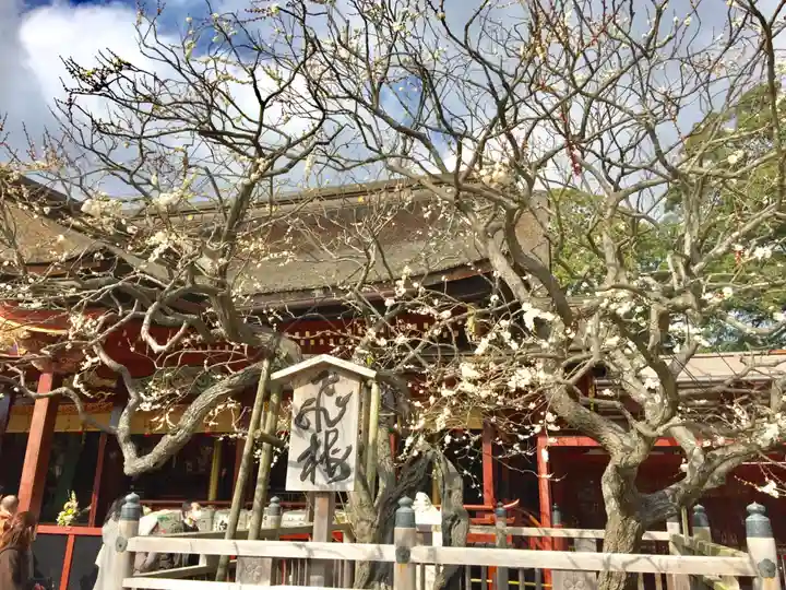 太宰府天満宮の自然