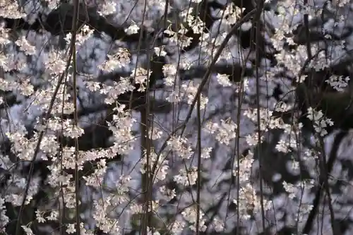 小川諏訪神社の自然