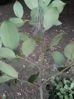 酒門神社(茨城県)