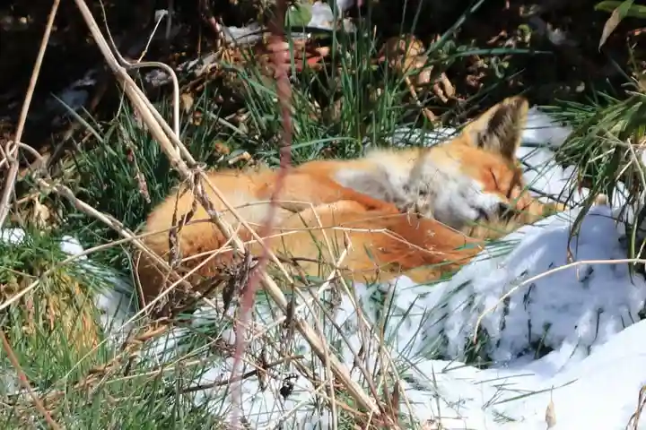 鹿島大神宮の動物