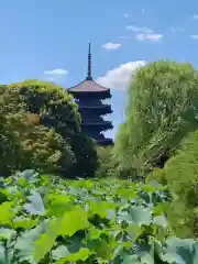 東寺（教王護国寺）(京都府)