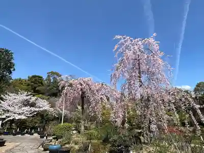 法金剛院(京都府)