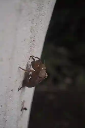 洲崎神社の動物