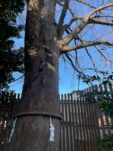 鎮守氷川神社の自然