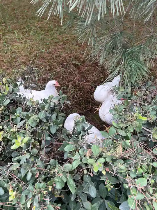伊勢神宮内宮(皇大神宮)(三重県)