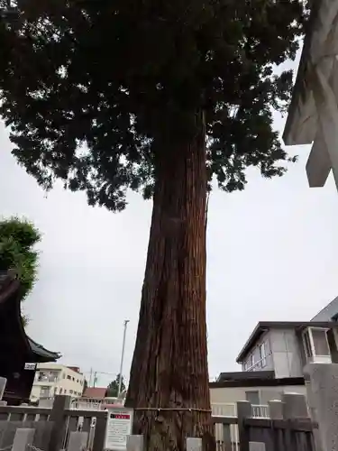 鹿沼今宮神社の自然