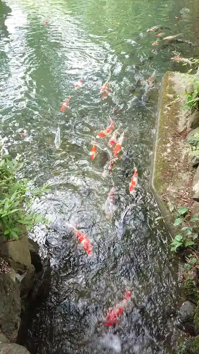 高鴨神社の動物