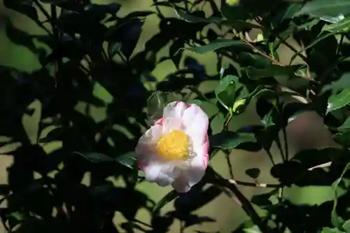 猫稲荷神社の自然