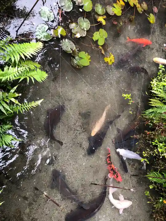 巖島神社の動物