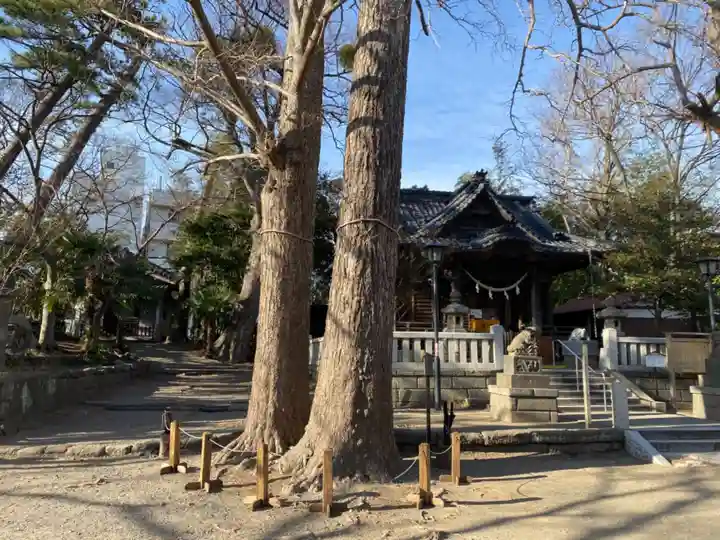 亀岡八幡宮(亀岡八幡神社)の自然