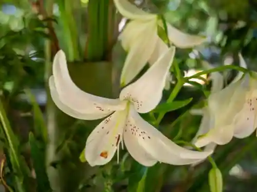 赤坂氷川神社(東京都)