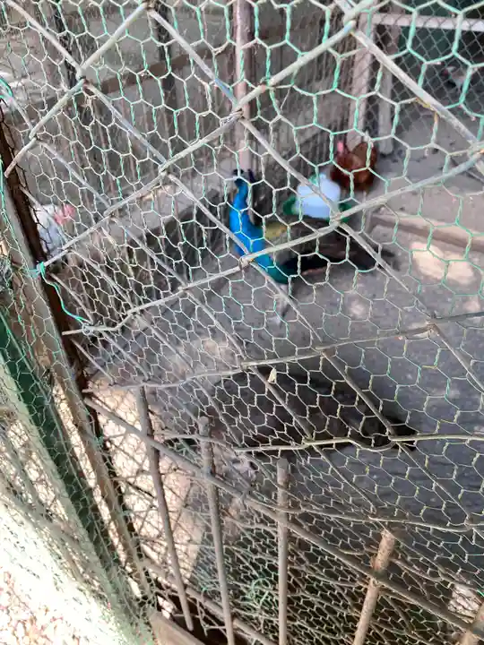 岩槻久伊豆神社の動物