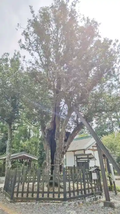 天宮神社の自然