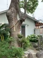 諏訪神社の自然