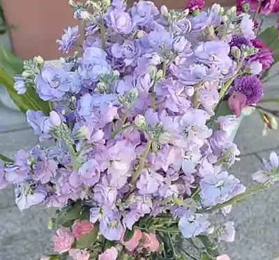 釋迦院（釈迦院）(大阪府)