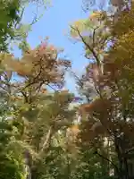 河合神社(鴨川合坐小社宅神社)の自然