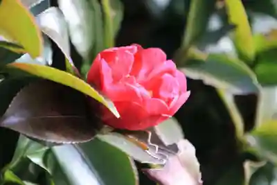 豊景神社の自然