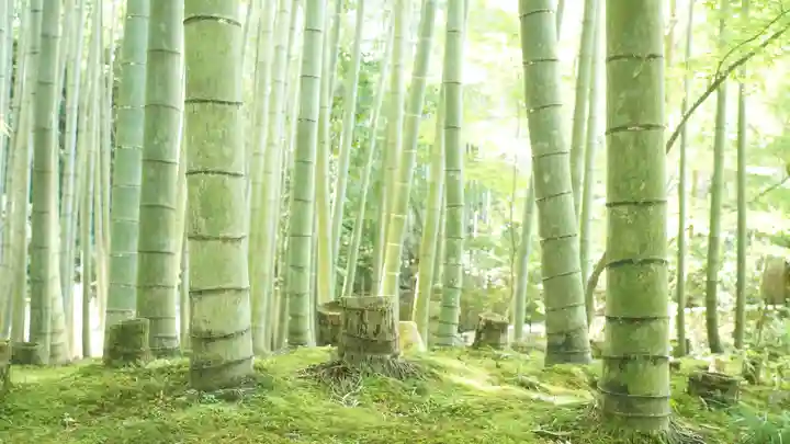 圓光寺(京都府)