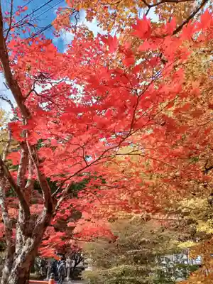 高野山金剛峯寺奥の院(和歌山県)
