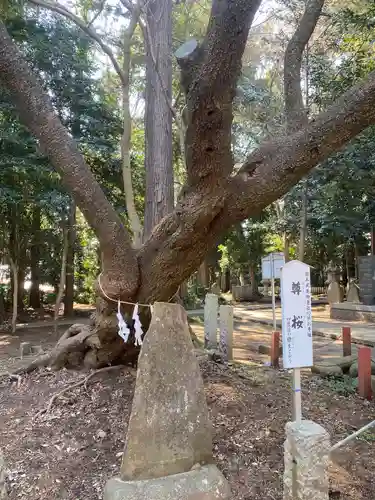 北野天神社の自然