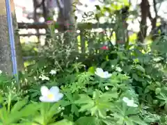 山家神社の自然