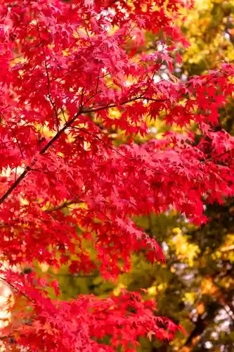 山家神社(長野県)