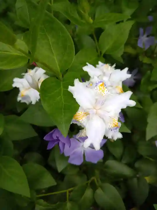 晴明神社の自然