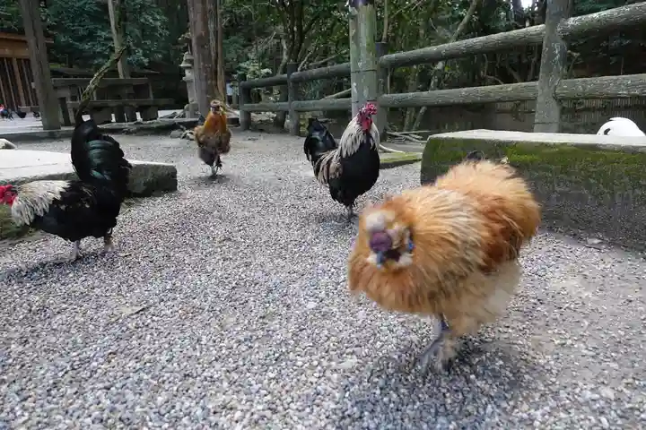 石上神宮の動物