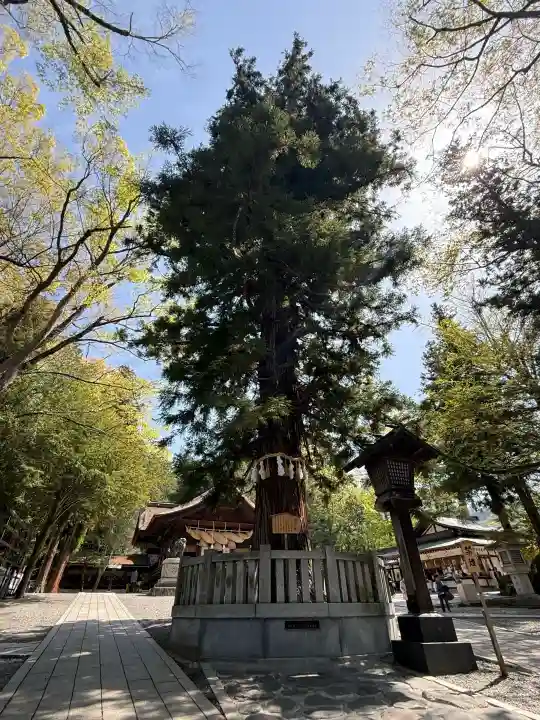 諏訪大社下社秋宮の{uncategorized: "未分類", other: "その他", undefined: "問題あり", building: "その他建物", grave: "お墓", sacred_gate: "鳥居", guardian: "狛犬", statue: "像", buddha: "仏像", history: "歴史", nature: "自然", garden: "庭園", animal: "動物", pagoda: "塔", temizu: "手水舎", mountain_gate: "山門・神門", sanctuary: "本殿・本堂", subordinate: "末社・摂社", art: "芸術", scenery: "景色", jizo: "地蔵", ema: "絵馬", goshuin: "御朱印", omikuji: "おみくじ", items: "授与品その他", amulet: "お守り", goshuincho: "御朱印帳", eats: "食事", festival: "お祭り", votive_dance: "神楽", shichigosan: "七五三参", wedding: "結婚式", experience: "体験その他", initially: "初詣", around: "周辺", anti_infection: "感染症対策"}